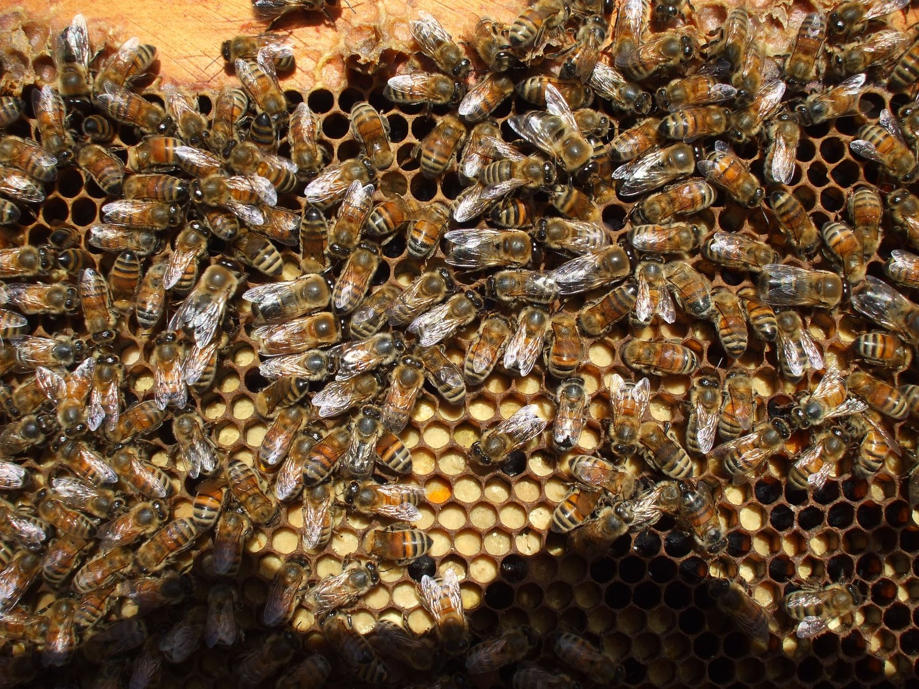 Honey bees gathered on honeycomb
