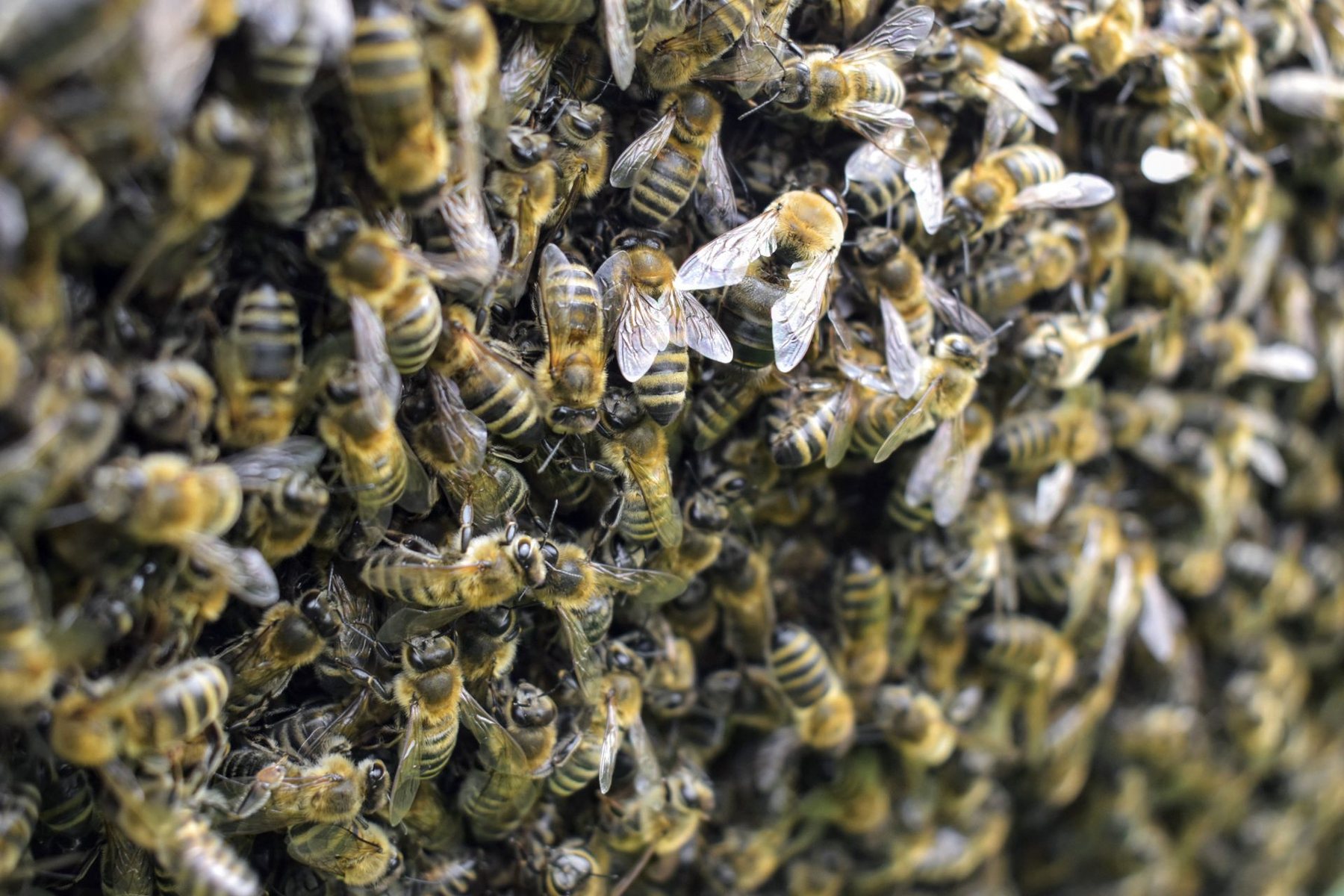 Close-up of honey bees